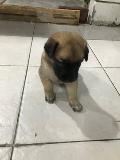 3 Weeks Old Mixed Breed Puppies - Mixed Breed Dog