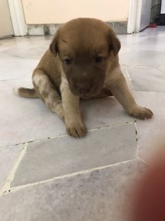 3 Weeks Old Mixed Breed Puppies - Mixed Breed Dog