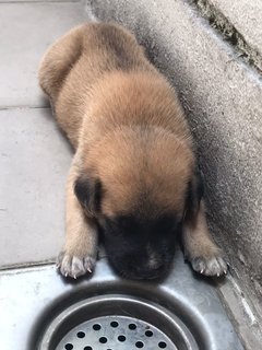 3 Weeks Old Mixed Breed Puppies - Mixed Breed Dog