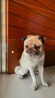 Ralphus - Pug Dog