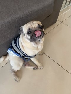 Ralphus - Pug Dog