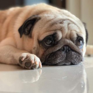 Ralphus - Pug Dog