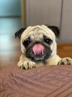 Ralphus - Pug Dog