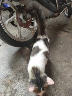 Stray Cat - Domestic Medium Hair Cat