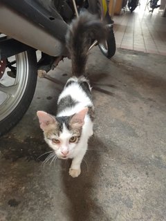 Stray Cat - Domestic Medium Hair Cat