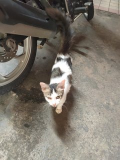 Stray Cat - Domestic Medium Hair Cat