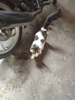 Stray Cat - Domestic Medium Hair Cat