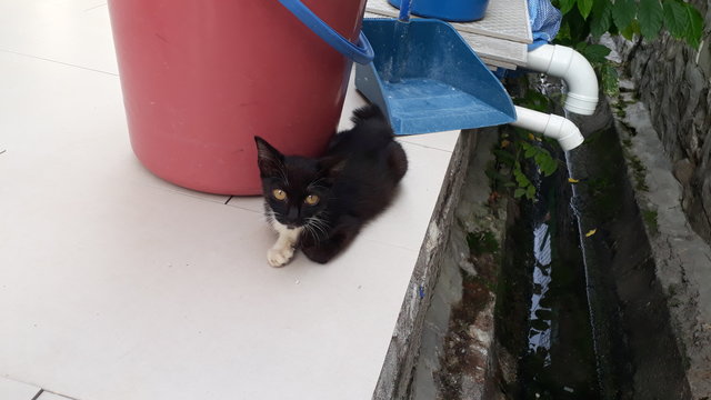 Lucky Black - Domestic Short Hair Cat