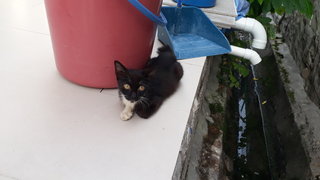 Lucky Black - Domestic Short Hair Cat