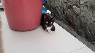 Lucky Black - Domestic Short Hair Cat