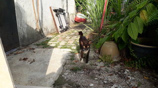 Lucky Black - Domestic Short Hair Cat