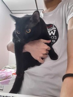 Luna - Domestic Short Hair Cat