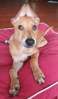 Copper - Mixed Breed Dog