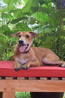 Copper - Mixed Breed Dog