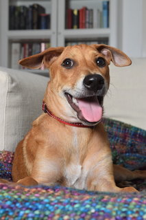 Copper - Mixed Breed Dog