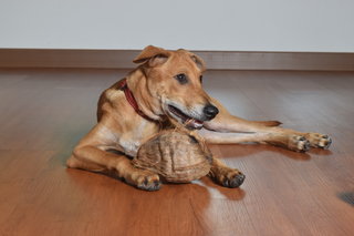 Copper - Mixed Breed Dog