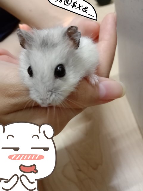 Yuki - Short Dwarf Hamster Hamster