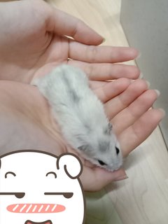 Yuki - Short Dwarf Hamster Hamster