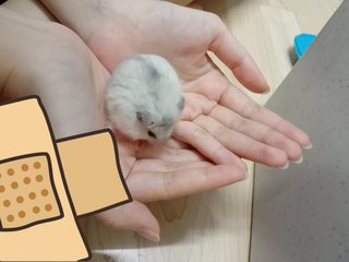 Yuki - Short Dwarf Hamster Hamster