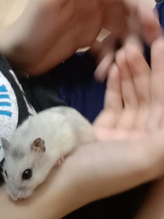 Yuki - Short Dwarf Hamster Hamster