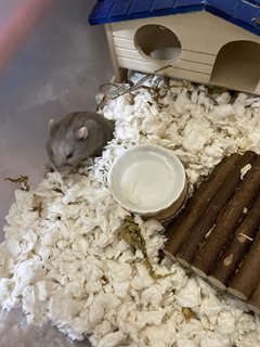 Choco - Short Dwarf Hamster Hamster