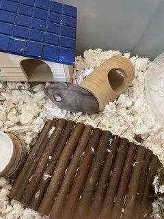 Choco - Short Dwarf Hamster Hamster