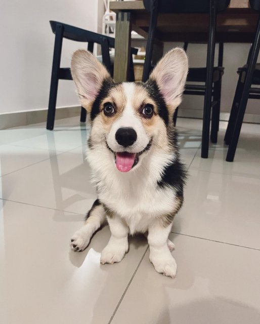 Sadie Sandhra - Corgi Dog