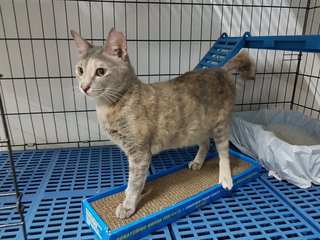 Lady Grey - Domestic Short Hair Cat