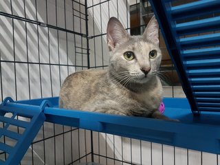 Lady Grey - Domestic Short Hair Cat