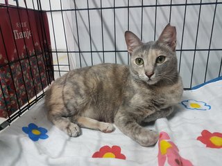 Lady Grey - Domestic Short Hair Cat