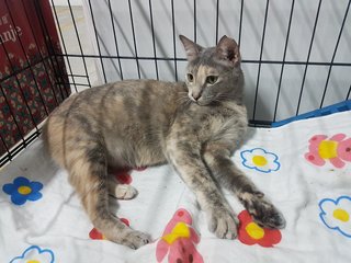 Lady Grey - Domestic Short Hair Cat