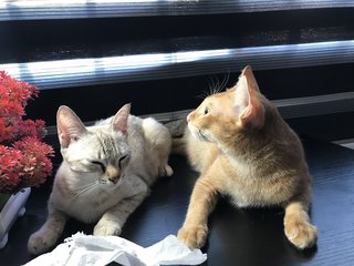 Ash And Lucy - Domestic Medium Hair + Domestic Short Hair Cat