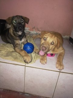 Hazel And Coco - Mixed Breed Dog