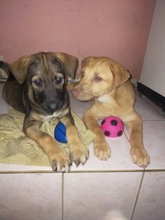 Hazel And Coco - Mixed Breed Dog