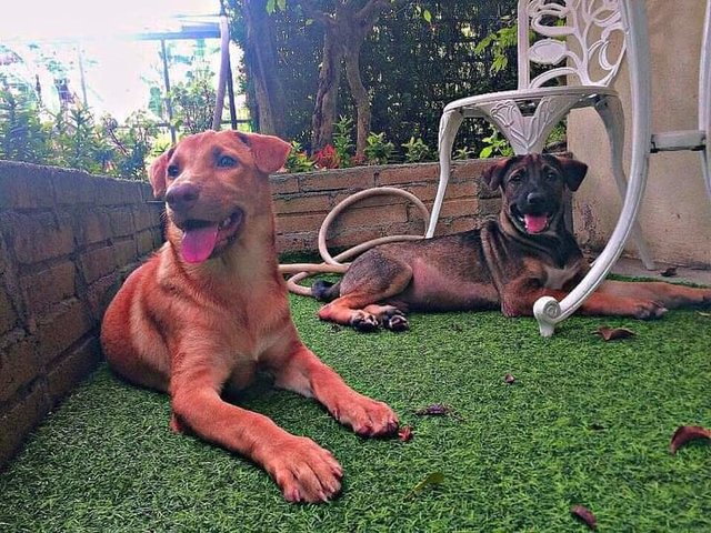 Hazel And Coco - Mixed Breed Dog