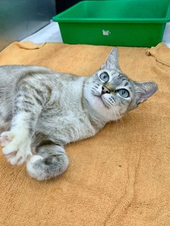 Kiera - Domestic Short Hair Cat