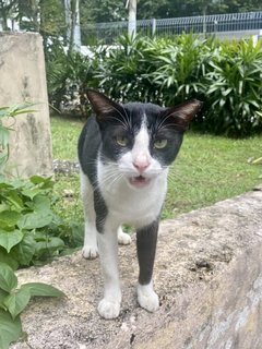 Dashi - Domestic Short Hair Cat
