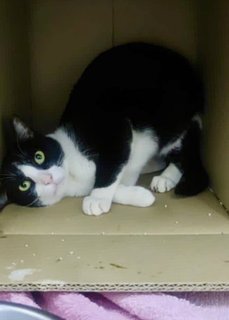 Dashi - Domestic Short Hair Cat