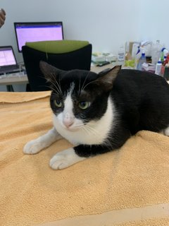 Dashi - Domestic Short Hair Cat