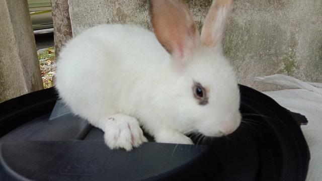 Bunga Tanjung - Bunny Rabbit + English Spot Rabbit