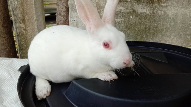 Winnie - Mini Rex Rabbit