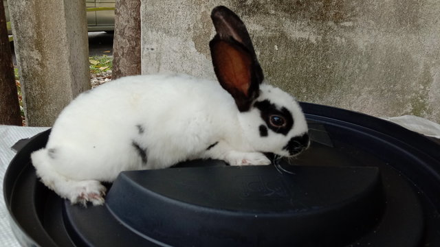 Frozzy - Mini Rex Rabbit