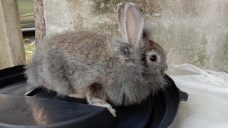 Tommy - Angora Rabbit + Lionhead Rabbit