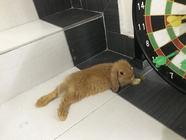 Bb - Holland Lop Rabbit