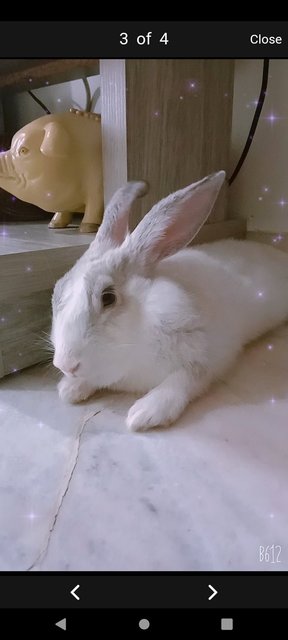 Toffee - American Rabbit