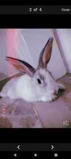 Toffee - American Rabbit