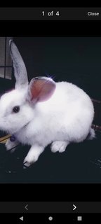 Toffee - American Rabbit