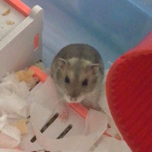 Lulu (Wiwi) - Short Dwarf Hamster Hamster