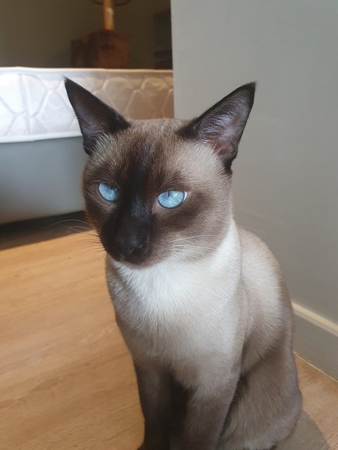 King (Kiki) - Siamese Cat