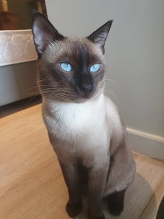 King (Kiki) - Siamese Cat